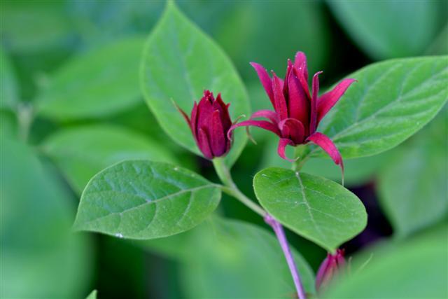 Carolina Allspice flowers